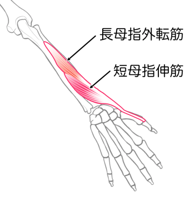 長母指外転筋　短母指伸筋